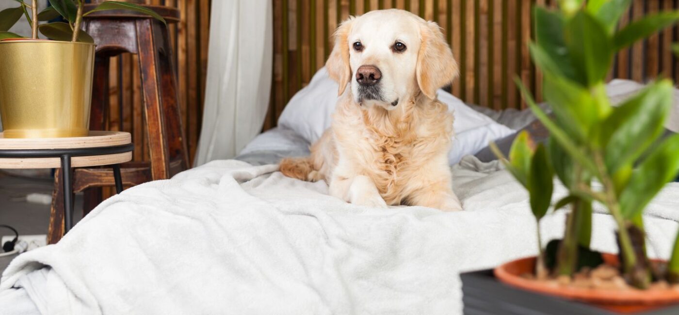 Bahçelievler’de Veteriner Doğum ve Jinekoloji Hizmeti