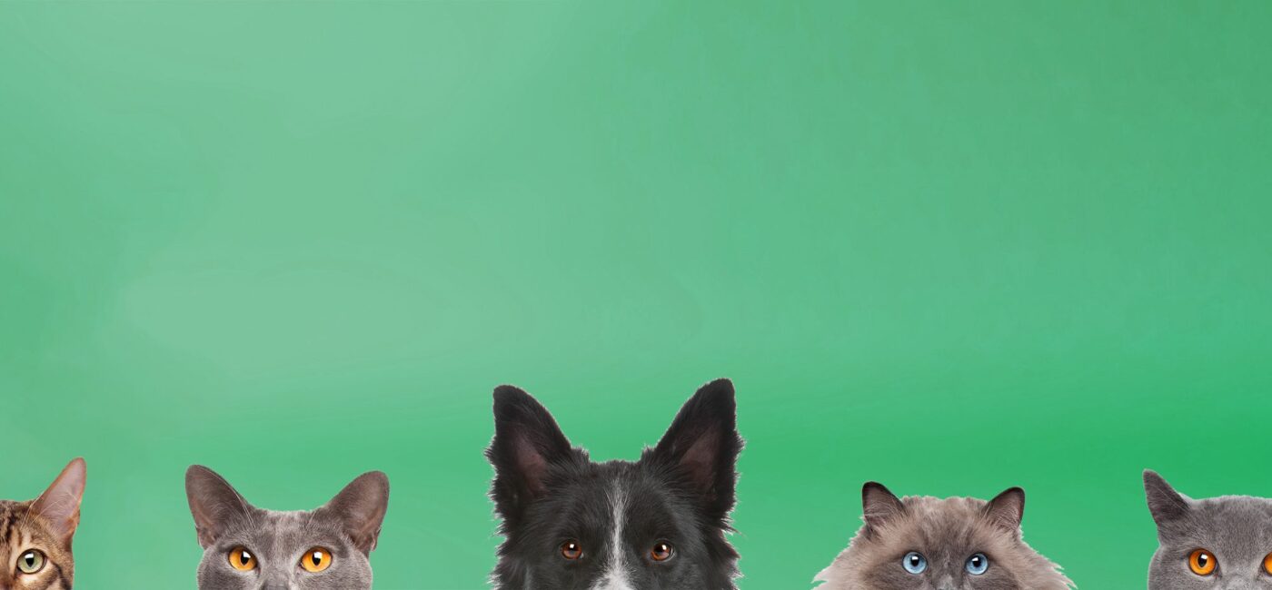 Kedi ve Köpeklerde İshal