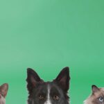 Kedi ve Köpeklerde İshal