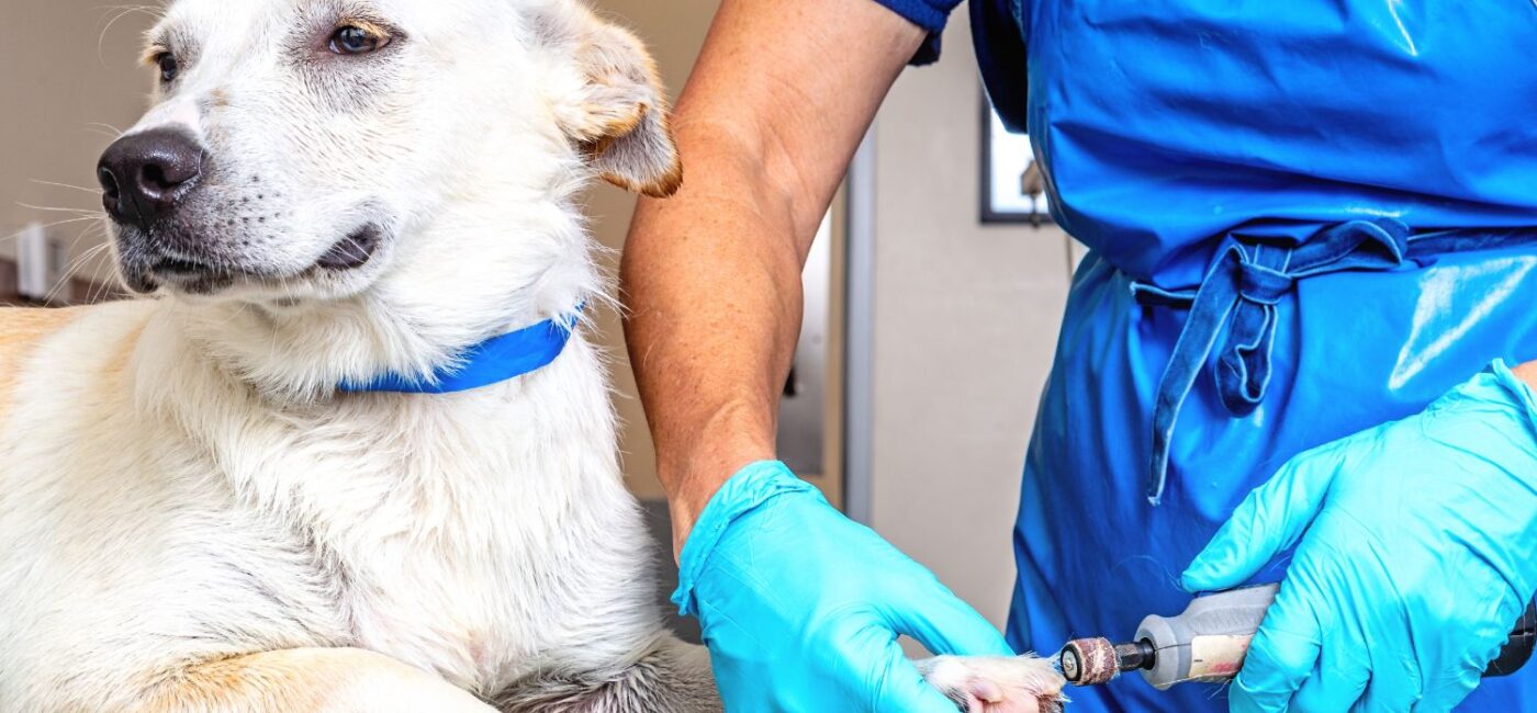 Bahçelievler’de 7/24 Açık Veteriner Kliniği: Acil Durumlarda Ne Yapmalı?
