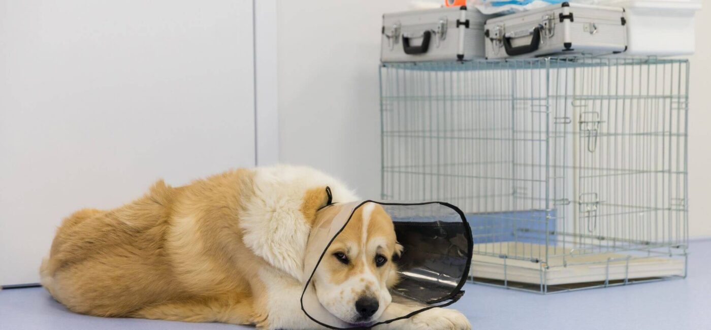 Bahçelievler’de Kısırlaştırma ve Kastrasyon Hizmeti