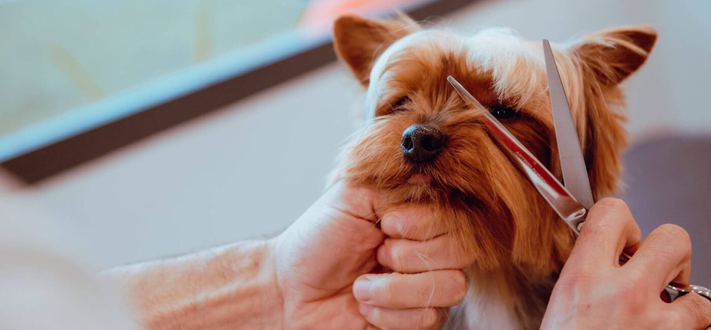 Bahçelievler’de Pet Kuaför Hizmeti: Dostlarınız İçin Profesyonel Bakım