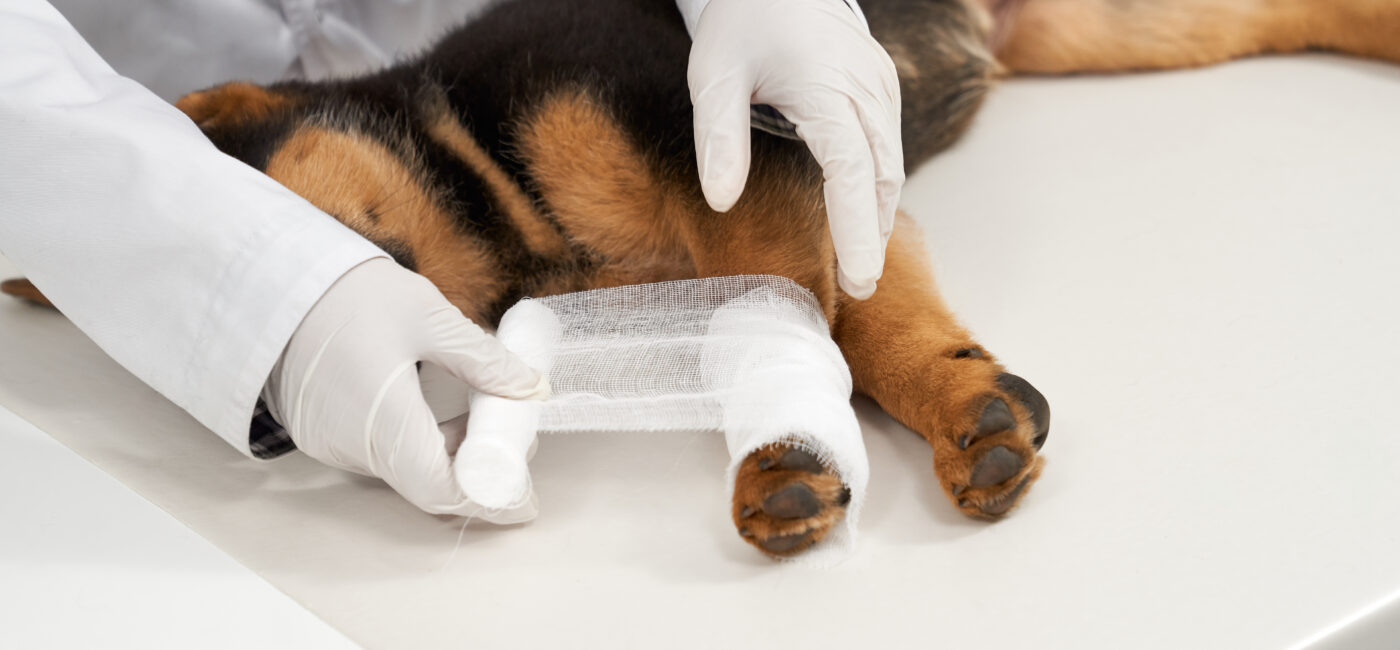 Bahçelievler’de Veteriner Cerrahi Operasyon Hizmeti