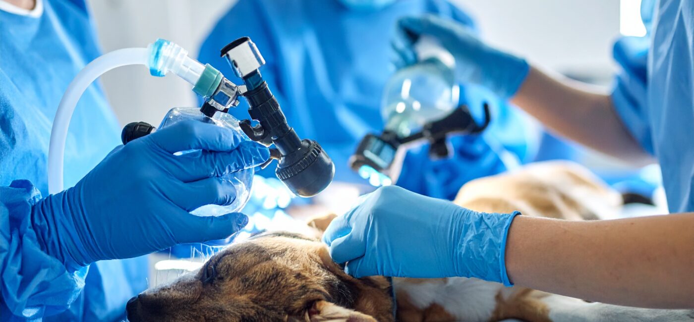 Bahçelievler’de Veteriner Gaz Anestezisi Hizmeti