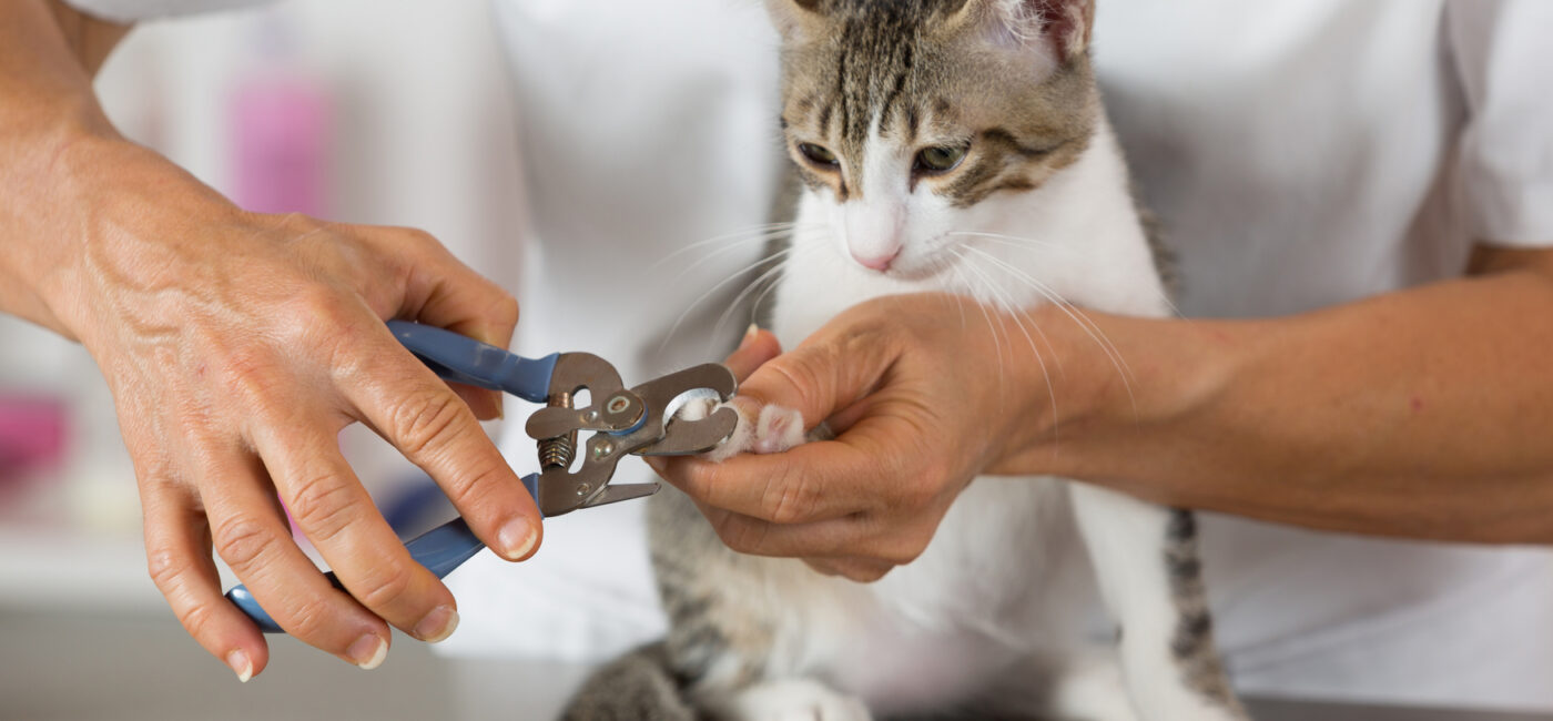 Kedi ve Köpeklerde Tırnak Kesimi & Pati Bakımı