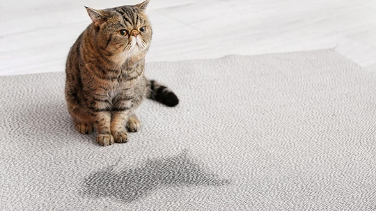 Kedi ve Köpeklerde İdrar Yolu Enfeksiyonları