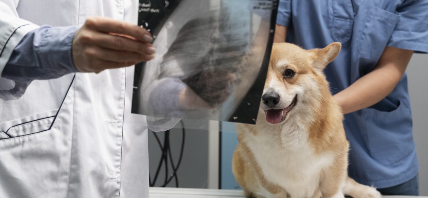 Bahçelievler’de Veteriner Röntgen Hizmeti