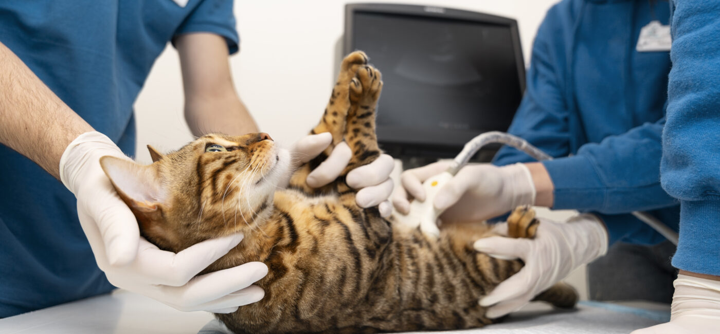 Bahçelievler’de Veteriner Ultrason Hizmeti