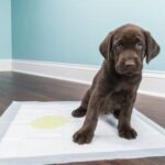 Köpeklerde Tuvalet Eğitimi