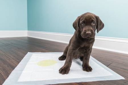 Köpeklerde Tuvalet Eğitimi