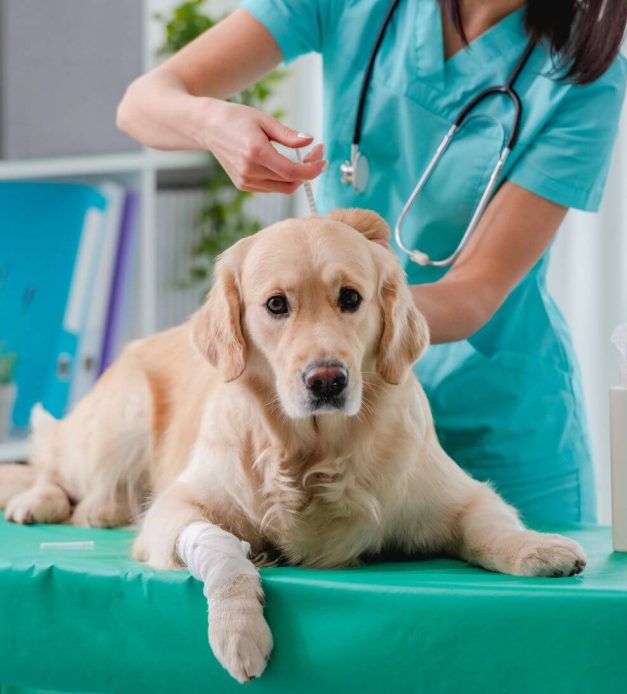 serra veteriner kliniği aşılama ve koruyucu hekimlik